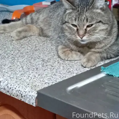 Пропал кот, зовут Тишка буду б...