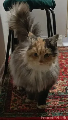 БОЛЬШАЯ КРАСИВАЯ КОШКА! Эльза ...