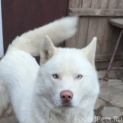 ПОТЕРЯЛАСЬ СОБАКА 89027958396 ...