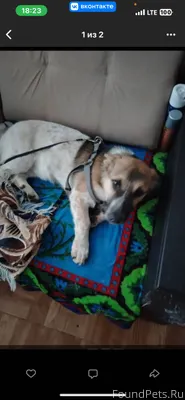 Убежала собачка девочка.Послед...