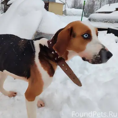 Хозяин найдись!!! Прибежала со...