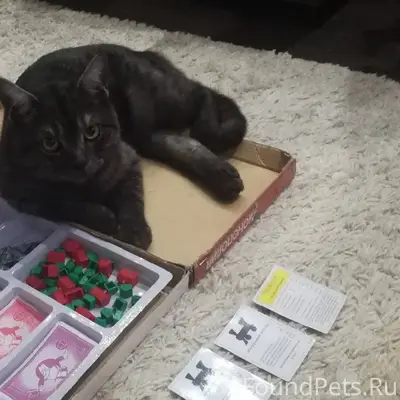 Пропал кот Тима, выбежал из ма...