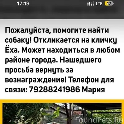 Пропала собака в г. Ессентуки!...