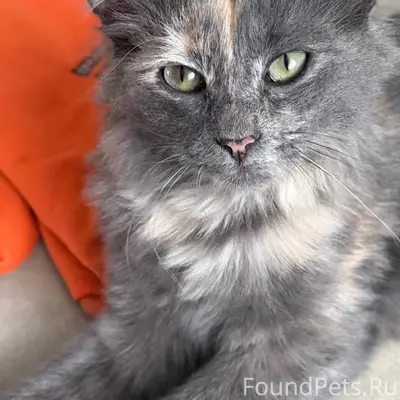 Потерялась кошка 6-месячная, п...