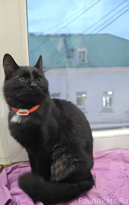 Здравствуйте. Пропал кот г. Фе...
