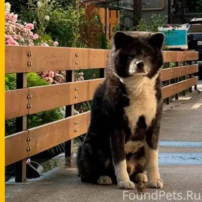 ВНИМАНИЕ, ПРОПАЛА СОБАКА! · Кл...