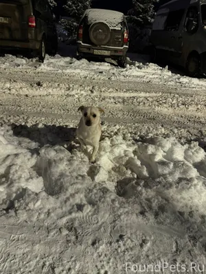 Чья собака потерялась? Бегает ...