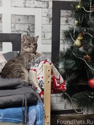 Пропал котёнок по кличке "Тимо...