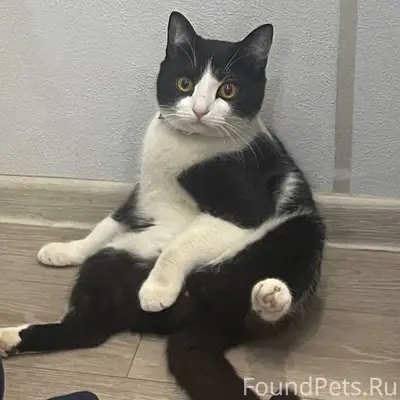 Пропал кот, помогите пожалуйст...