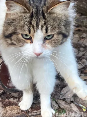 Добрый день ! Около полиции пр...