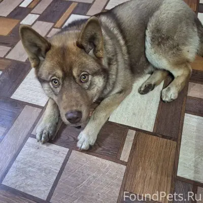 На поселке 24 прибилась собака...