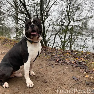 Пропала собака сегодня в 00:30...