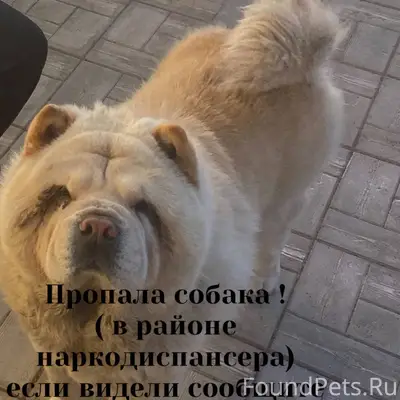 Пропала собака ! Район наркоди...