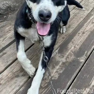 # СРОЧНО! ПРОПАЛА СОБАКА! ## П...