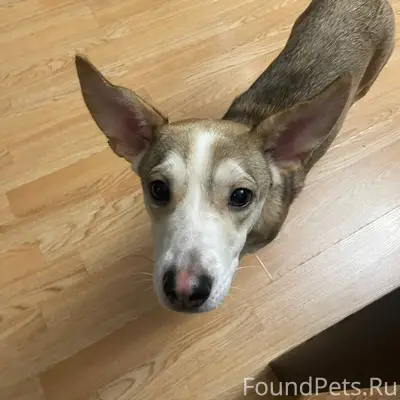 26 декабря найдена собака, Зве...