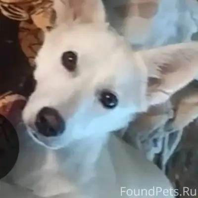 Пропала собака в районе ул. Що...