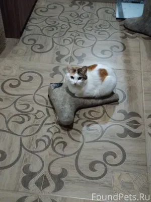 Пропала кошка. У бабушки сбежа...