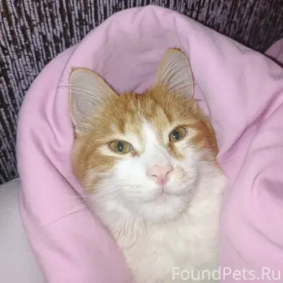 Здравствуйте. Помогите, пожалу...