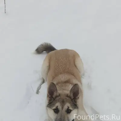 Потерялся пес, в районе 1го ка...