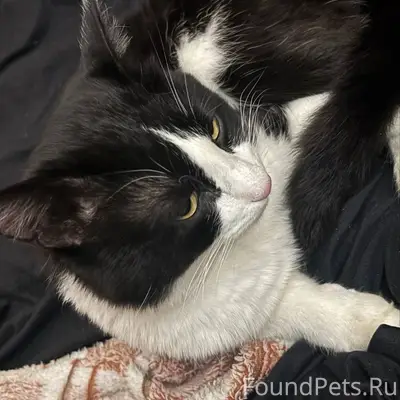 Был найден на льва Толстого 44...