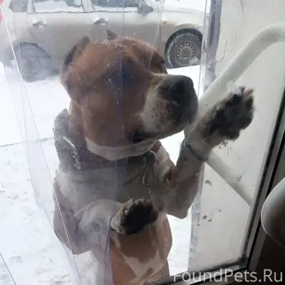 СРОЧНО!!!Пропала собака Стаффо...