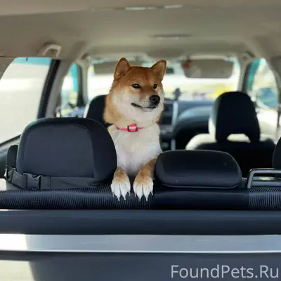 Убежала собака порода Сиба-Ину...