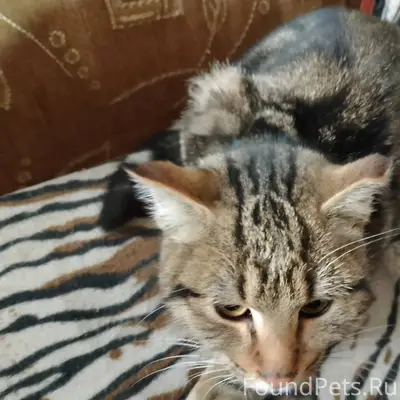 Потерялся кот. Может у кого то...