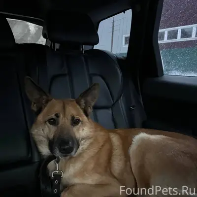 Найдена собака! Пол: кобель От...