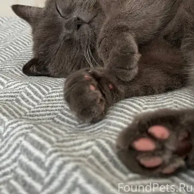 Пропал кот , в районе ул.Маяк....