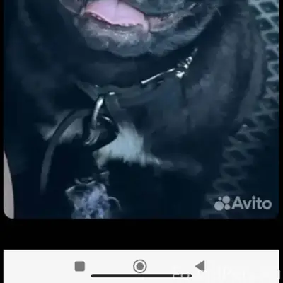 Потерялась собака Мопс, 9 меся...