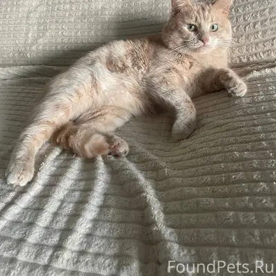 #пропало Пропал кот! На улице ...