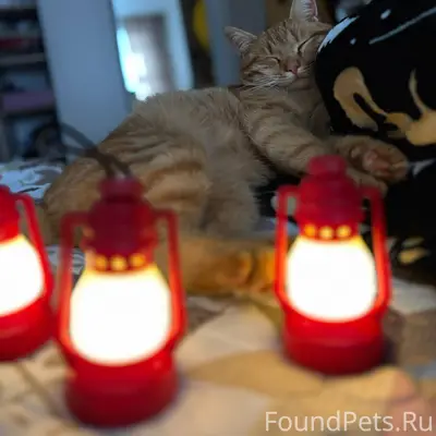Пропал рыжий кот, с синим ошей...