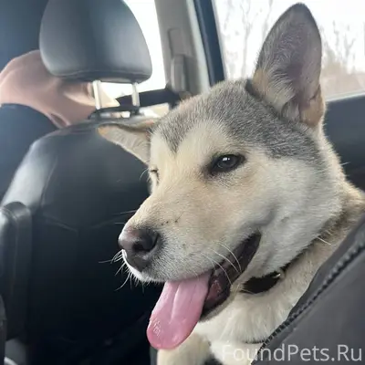 ПРОПАЛА СОБАКА просим сообщить...