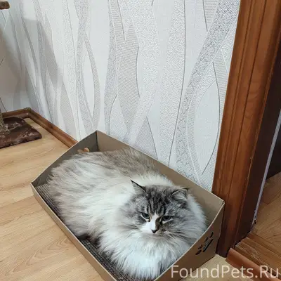 ‼️ПРОПАЛ КОТ‼️ По улице Хохлов...