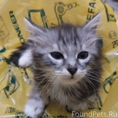 Сегодня в 15:30 пропал котёнок...