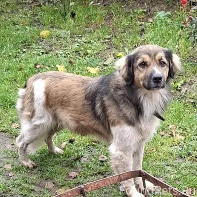 🆘🆘🆘 Заволжск! Пропал пёс, клич...