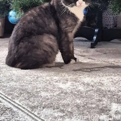 Здравствуйте! Пропал кот в рай...