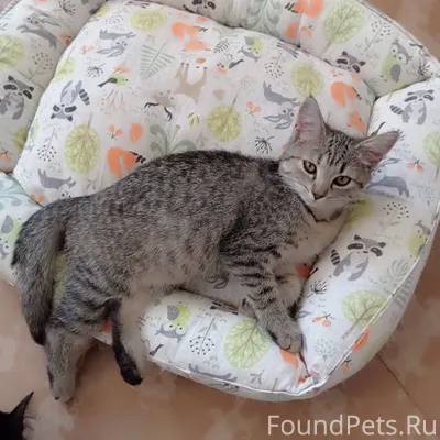 Пропала молоденькая кошка Васи...