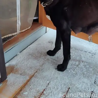 В Новосиньково найдена собака ...