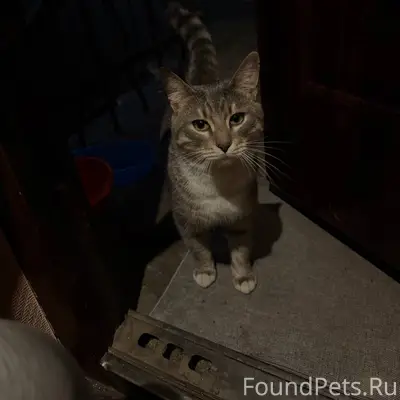 НАЙДЕН КОТ ПЕТРОЗАВОДСК Только...