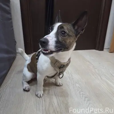 Потерялся пёс, очень ласковый ...