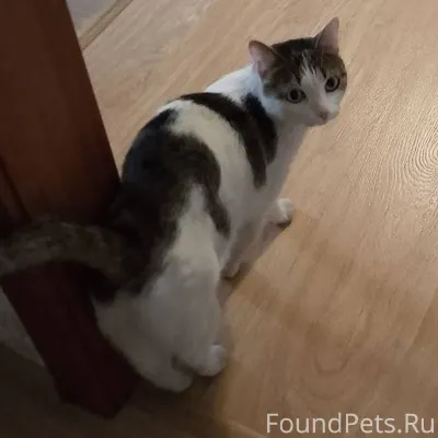 Добрый вечер! Потеряшка. Найде...