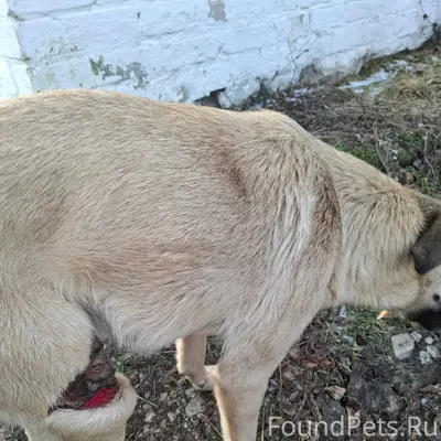 25.12. в районе ветклиники на....