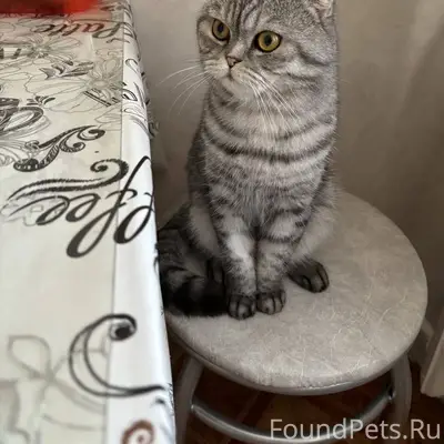 Пропал кот в районе Профсоюзно...