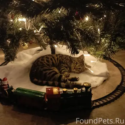 !!! ‼️‼️‼️‼️Пропал кот‼️‼️‼️‼️...