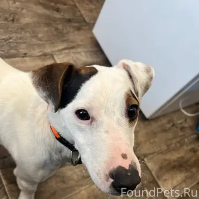 Найдена собака Мальчик Джек Ра...