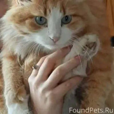 Пропал кот по клички Персик на...