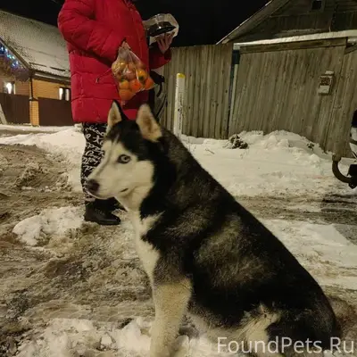 Потеряшка-хаски найдена в д. Г...
