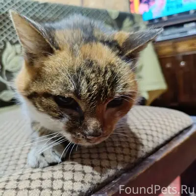 Найдена кошка в районе принарс...