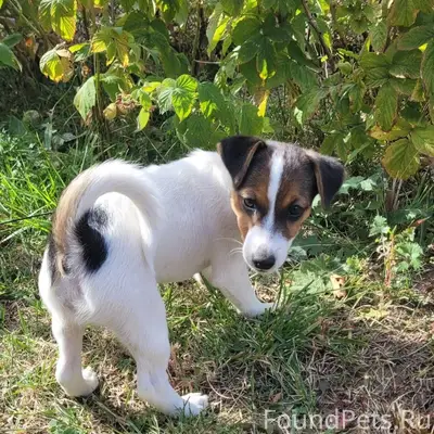 Пропала собака Джек рассел по ...